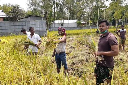 উলিপুরে এক বিধবা মহিলার ধান কেটে ঘরে তুলে দিল ছাত্রলীগ