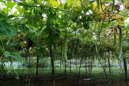 শীতকালীন সবজি চাষ