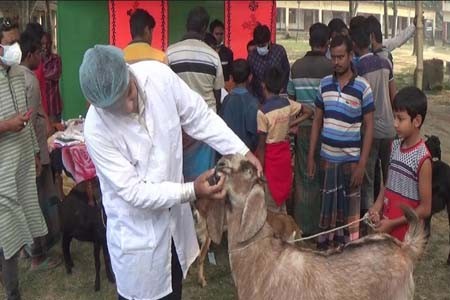 ঝিনাইদহে ফ্রি ভেটেরিনারী মেডিকেল ক্যাম্প অনুষ্ঠিত