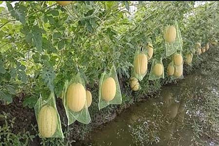 বর্ষাকালীন হাইব্রিড তরমুজ