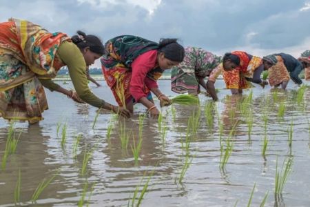 পুরুষের কাঁধে কাঁধ মিলিয়ে কাজ করছেন আদিবাসী নারীরা, মজুরিতে বৈষম্য
